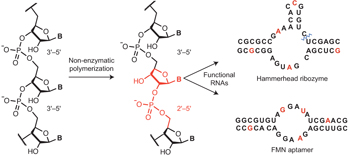 Graphical abstract showing that RNA strands with mixed 2'-5'/3'-5' backbone linkages (left, chemical structure) can fold into functional RNAs including a hammerhead ribozyme and FMN aptamer (right, secondary structures), demonstrating tolerance for backbone heterogeneity