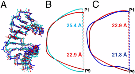 Structural comparison of 2'-5' vs 3'-5' RNA linkages: A) overlaid crystal structures of three RNA duplexes; B–C) end-to-end curvature plots (P1 to P9) showing 2'-5'-linked RNA (cyan, 25.4 Å) is more extended than 3'-5'-linked forms (red 22.9 Å, blue 21.8 Å)