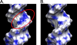 Electrostatic surface maps of DNA duplex: panel A highlights a bisulfite-reactive cytosine site (circled in red) in a conformational variant with altered groove geometry; panel B shows a normal B-form duplex surface for comparison