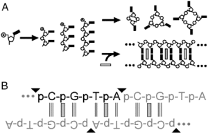 Schematic showing intercalation-mediated suppression of DNA cyclization and promotion of linear polymerization (graphical abstract, Horowitz et al., PNAS 2010)