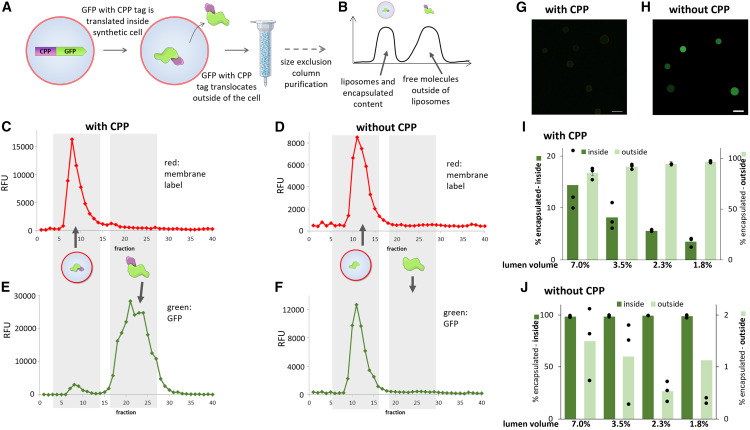 figure panels demonstrating exchange of protein and nucleic acid payloads from and between synthetic minimal cells
