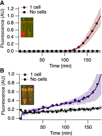 real-time fluorescence traces showing detection of bacteria at single-cell levels with the PACRAT system